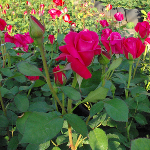 Пурпурно червено - Чайно хибридни рози 